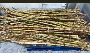 WhatsApp Image 2025-05-05 at 22.35.12 (26)